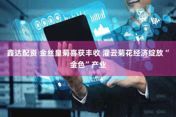 鑫达配资 金丝皇菊喜获丰收 灌云菊花经济绽放“金色”产业