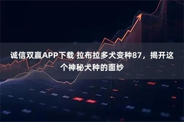 诚信双赢APP下载 拉布拉多犬变种87，揭开这个神秘犬种的面纱